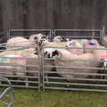 Soggy sheep in a pen, Minard Beach and Ceol Agus Craic, Lios Póil, Kerry - 6th August 2017