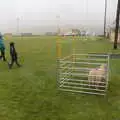 A solitary sheep stands around in the rain, Minard Beach and Ceol Agus Craic, Lios Póil, Kerry - 6th August 2017