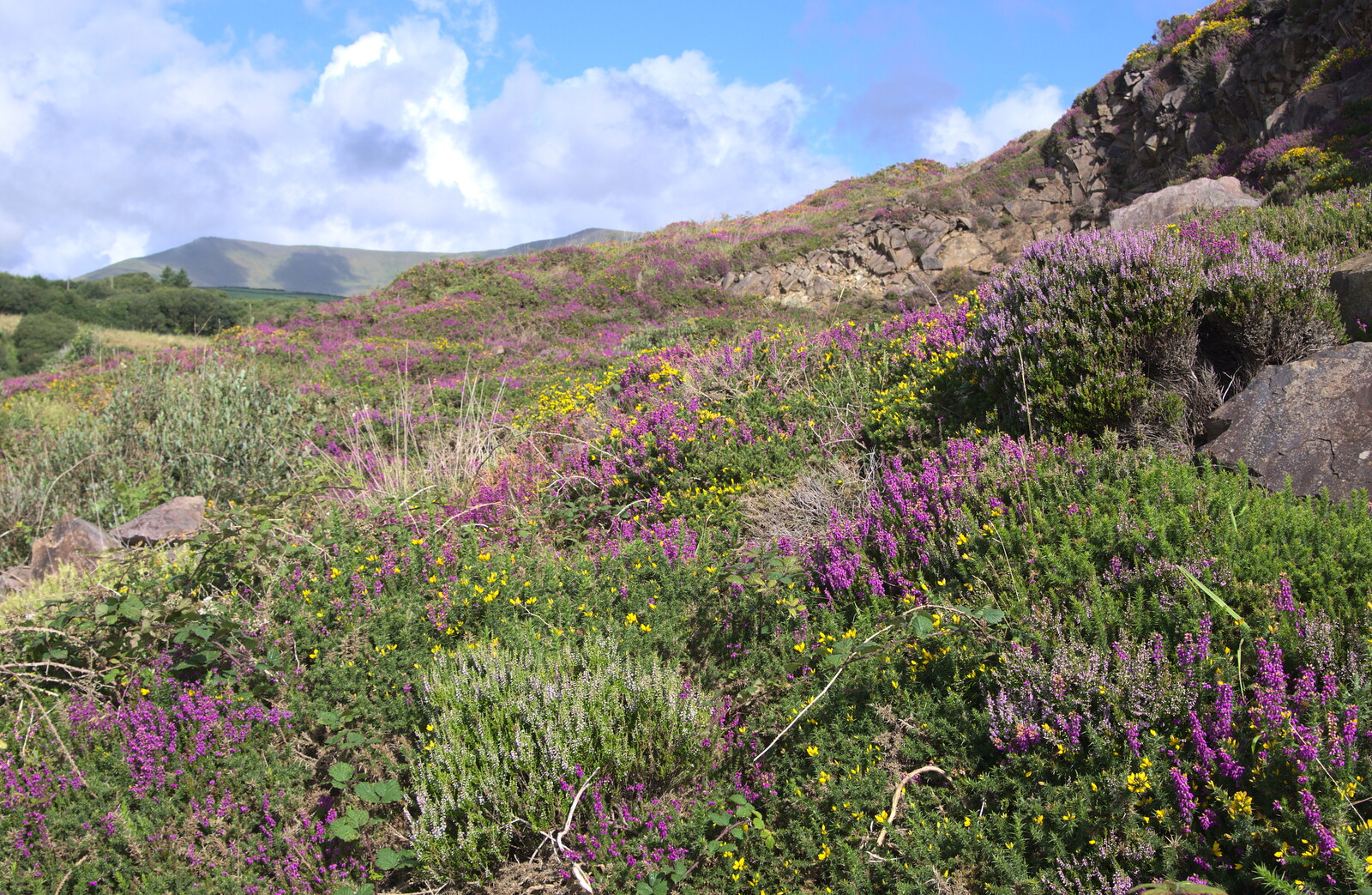 Colourful flowers in the cliffs from Minard Beach and Ceol Agus Craic, Lios Póil, Kerry - 6th August 2017