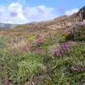 Colourful flowers in the cliffs, Minard Beach and Ceol Agus Craic, Lios Póil, Kerry - 6th August 2017