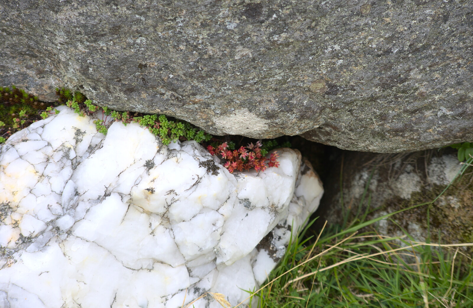 Green and red lichen on a white marble boulder from Surfing Achill Island, Oileán Acla, Maigh Eo, Ireland - 8th August 2017