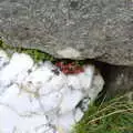 Green and red lichen on a white marble boulder, Surfing Achill Island, Oileán Acla, Maigh Eo, Ireland - 8th August 2017