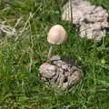 A mushroom grows on some poo, Surfing Achill Island, Oileán Acla, Maigh Eo, Ireland - 8th August 2017