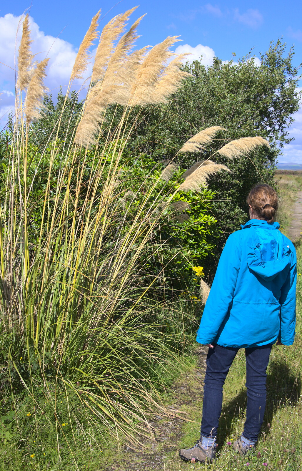 Isobel looks at some pampas grass from Surfing Achill Island, Oileán Acla, Maigh Eo, Ireland - 8th August 2017