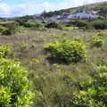 Rhododendrons infest the island, Surfing Achill Island, Oileán Acla, Maigh Eo, Ireland - 8th August 2017