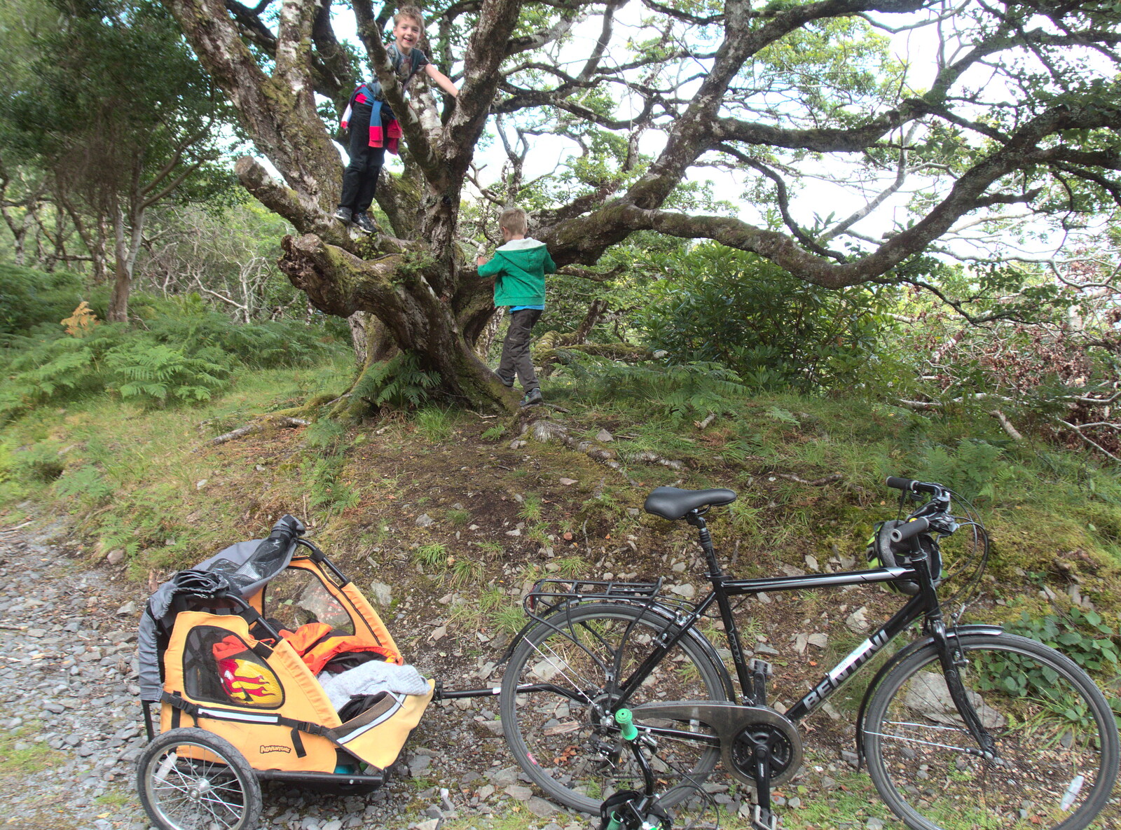 The boys climb a tree from A Bike Ride to Mulranny, County Mayo, Ireland - 9th August 2017