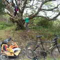 The boys climb a tree, A Bike Ride to Mulranny, County Mayo, Ireland - 9th August 2017