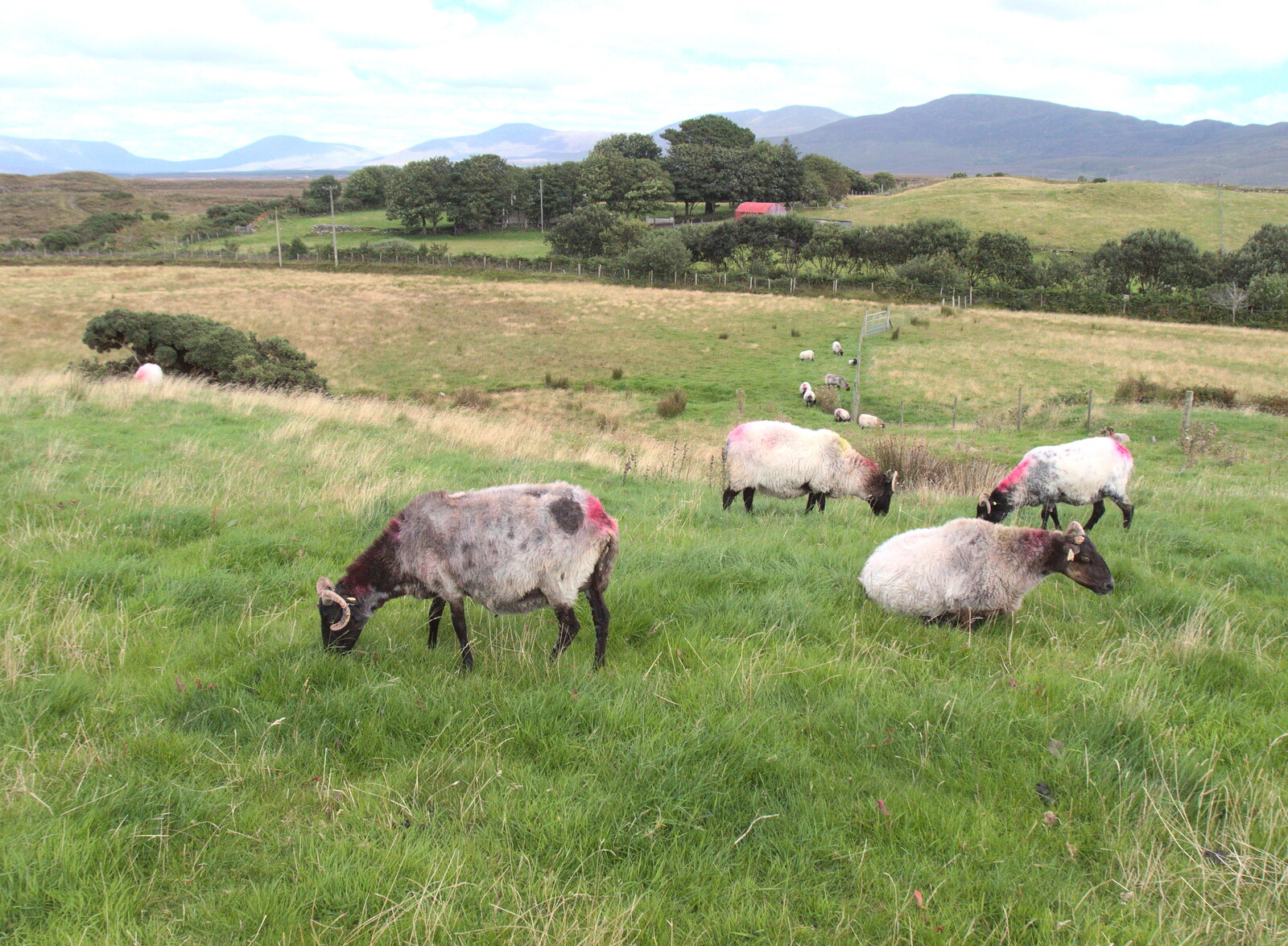 Sheep in a field from A Bike Ride to Mulranny, County Mayo, Ireland - 9th August 2017