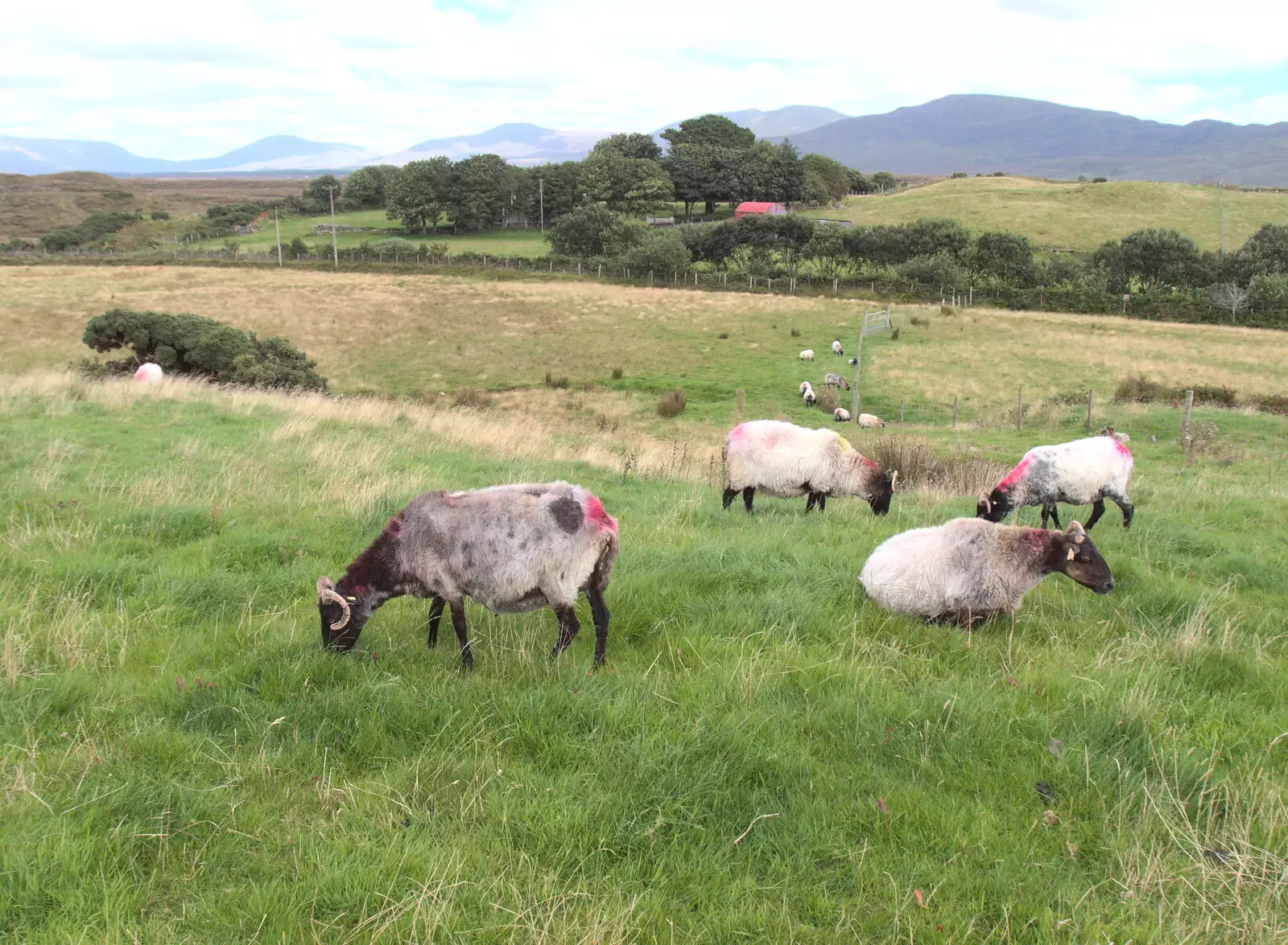 Sheep in a field, from A Bike Ride to Mulranny, County Mayo, Ireland - 9th August 2017