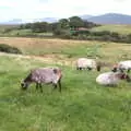 Sheep in a field, A Bike Ride to Mulranny, County Mayo, Ireland - 9th August 2017