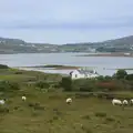 Sheep are dotted around a field, From Achill to Strokestown, Mayo and Roscommon, Ireland - 10th August 2017