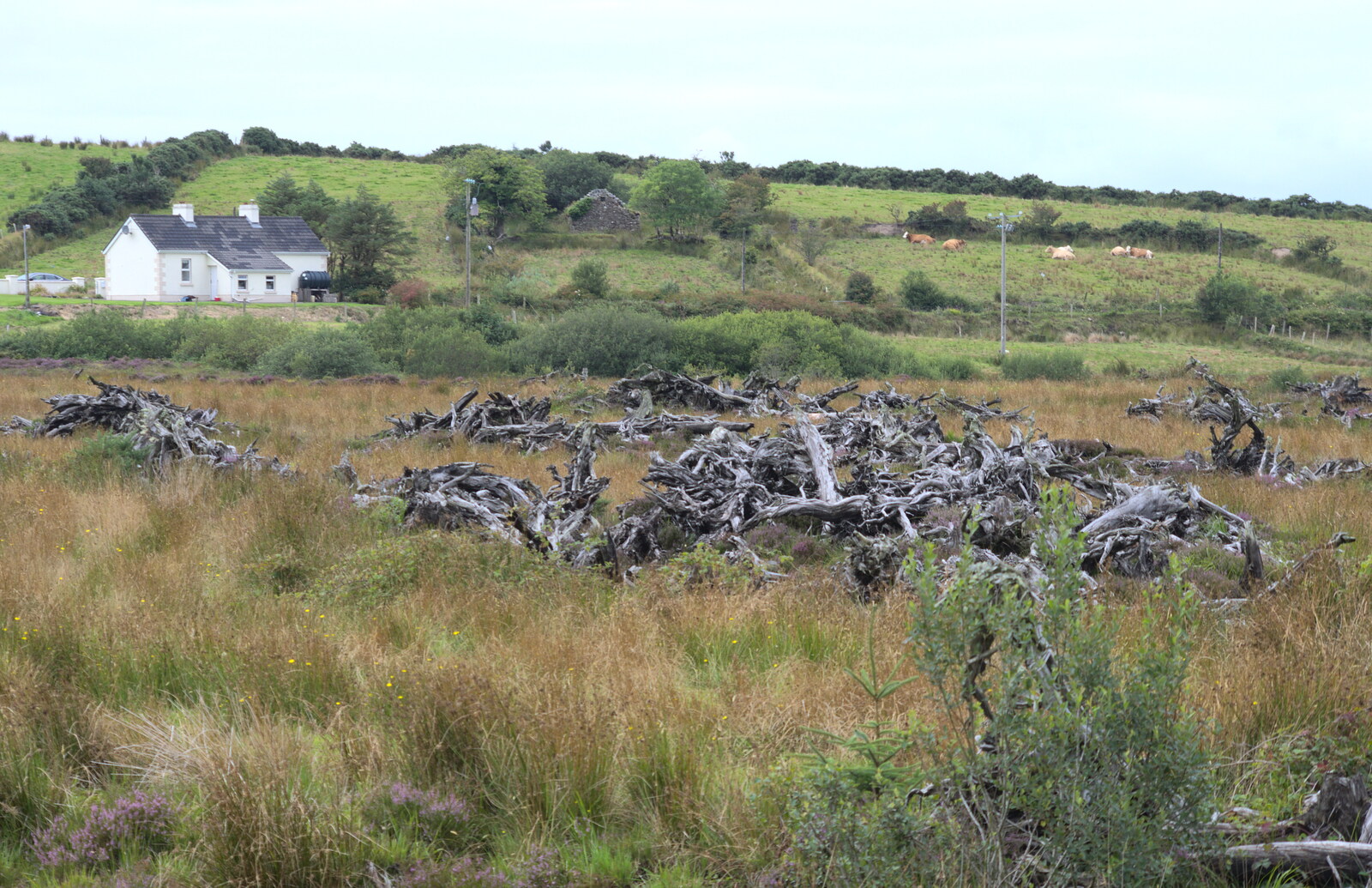 Piles of 'bog oak' in a field near Newport from From Achill to Strokestown, Mayo and Roscommon, Ireland - 10th August 2017
