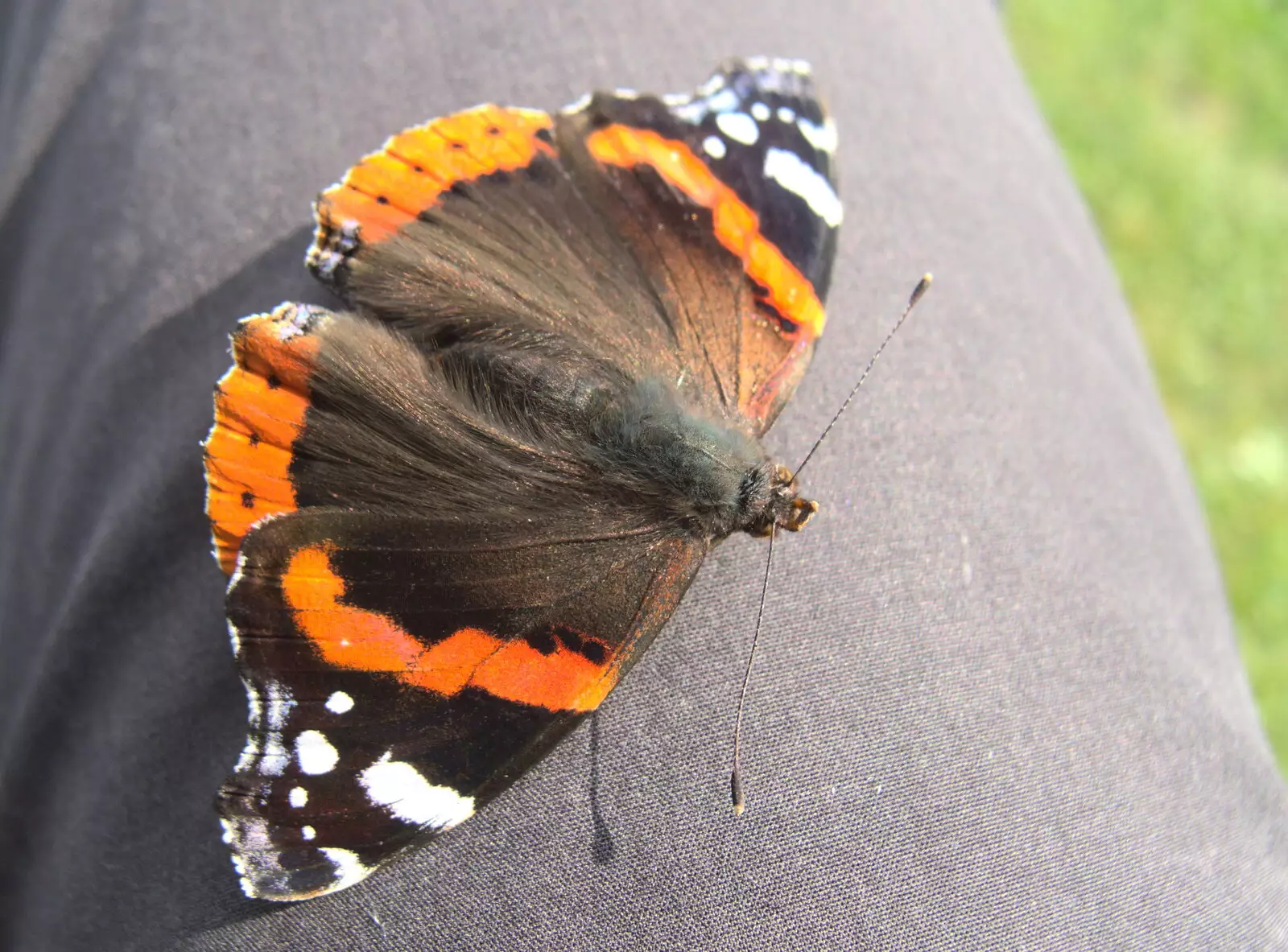 A peacock butterfly, from The BSCC at Yaxley and the Hoxne Beer Festival, Suffolk - 31st August 2017