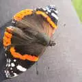 A peacock butterfly, The BSCC at Yaxley and the Hoxne Beer Festival, Suffolk - 31st August 2017