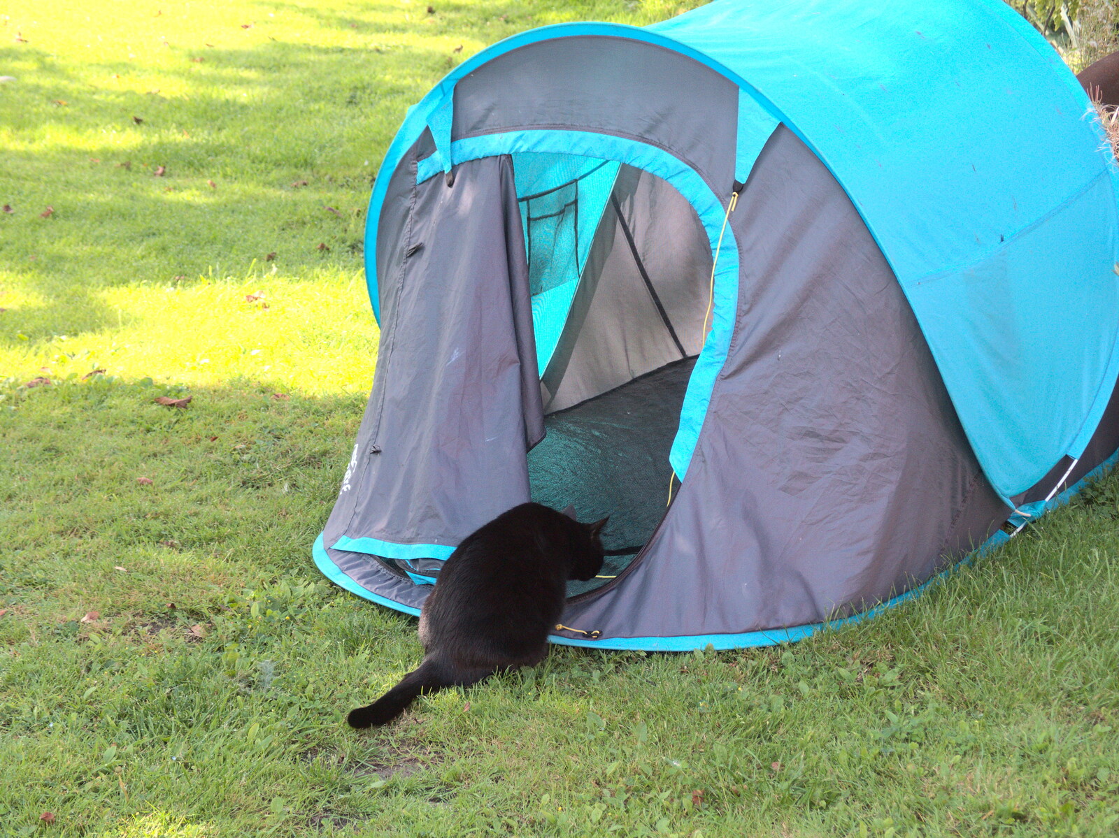 Millie Cat has a sniff inside the tent from The BSCC at Yaxley and the Hoxne Beer Festival, Suffolk - 31st August 2017