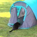 Millie Cat has a sniff inside the tent, The BSCC at Yaxley and the Hoxne Beer Festival, Suffolk - 31st August 2017