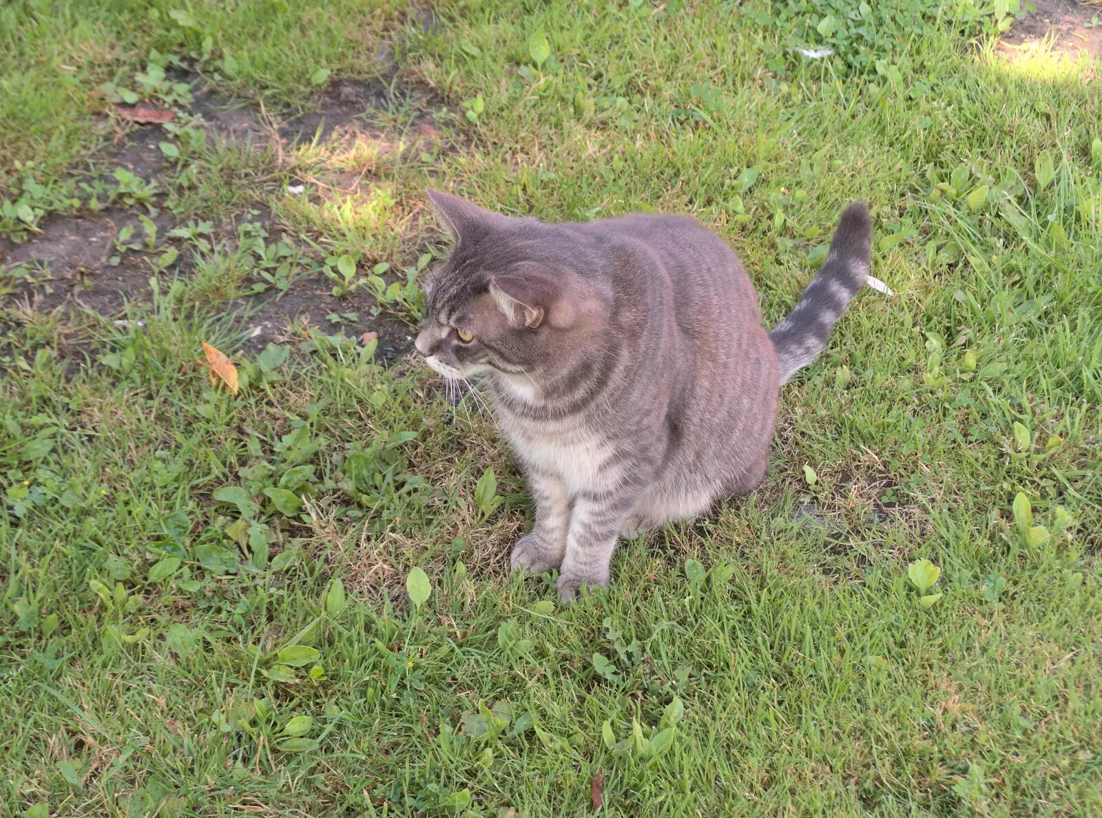 Boris - Stripey Cat - sits around being stripey, from The BSCC at Yaxley and the Hoxne Beer Festival, Suffolk - 31st August 2017