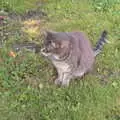 Boris - Stripey Cat - sits around being stripey, The BSCC at Yaxley and the Hoxne Beer Festival, Suffolk - 31st August 2017