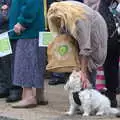 A small dog watches , The Tour of Britain Does Eye, Suffolk - 8th September 2017