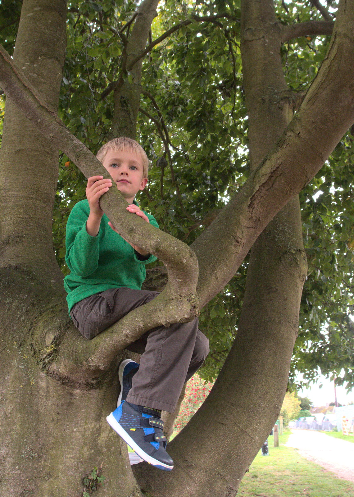 Harry's up a tree from A Summer Fete, Palgrave, Suffolk - 10th September 2017