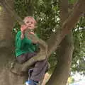 Harry's up a tree, A Summer Fete, Palgrave, Suffolk - 10th September 2017