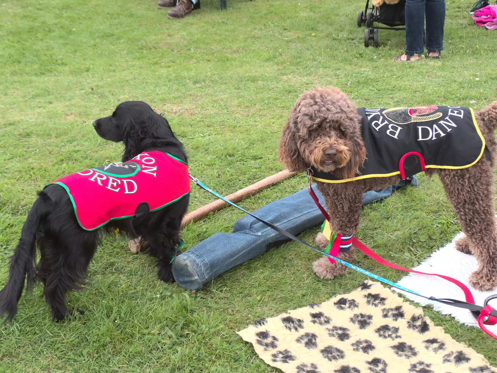 Morris-dancing dogs with waistcoats, from A Summer Fete, Palgrave, Suffolk - 10th September 2017