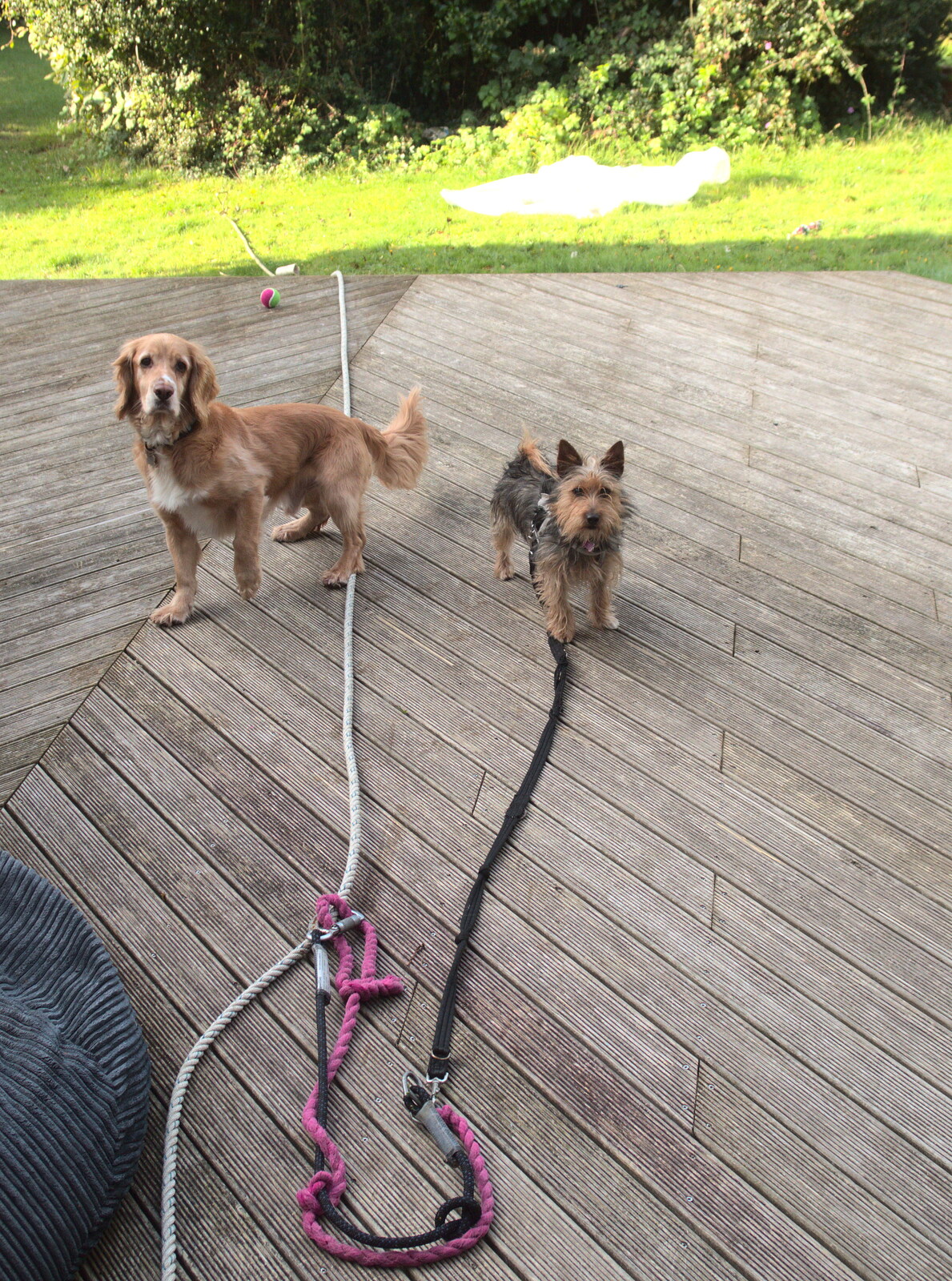 Barney and Binkie on the decking from Grandmother's Wake, Winkton, Christchurch, Dorset - 18th September 2017