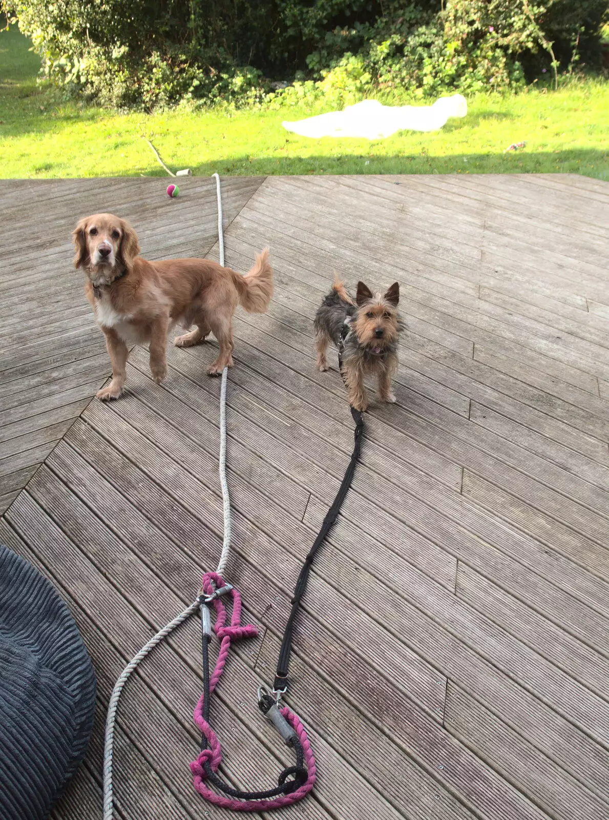 Barney and Binkie on the decking, from Grandmother's Wake, Winkton, Christchurch, Dorset - 18th September 2017