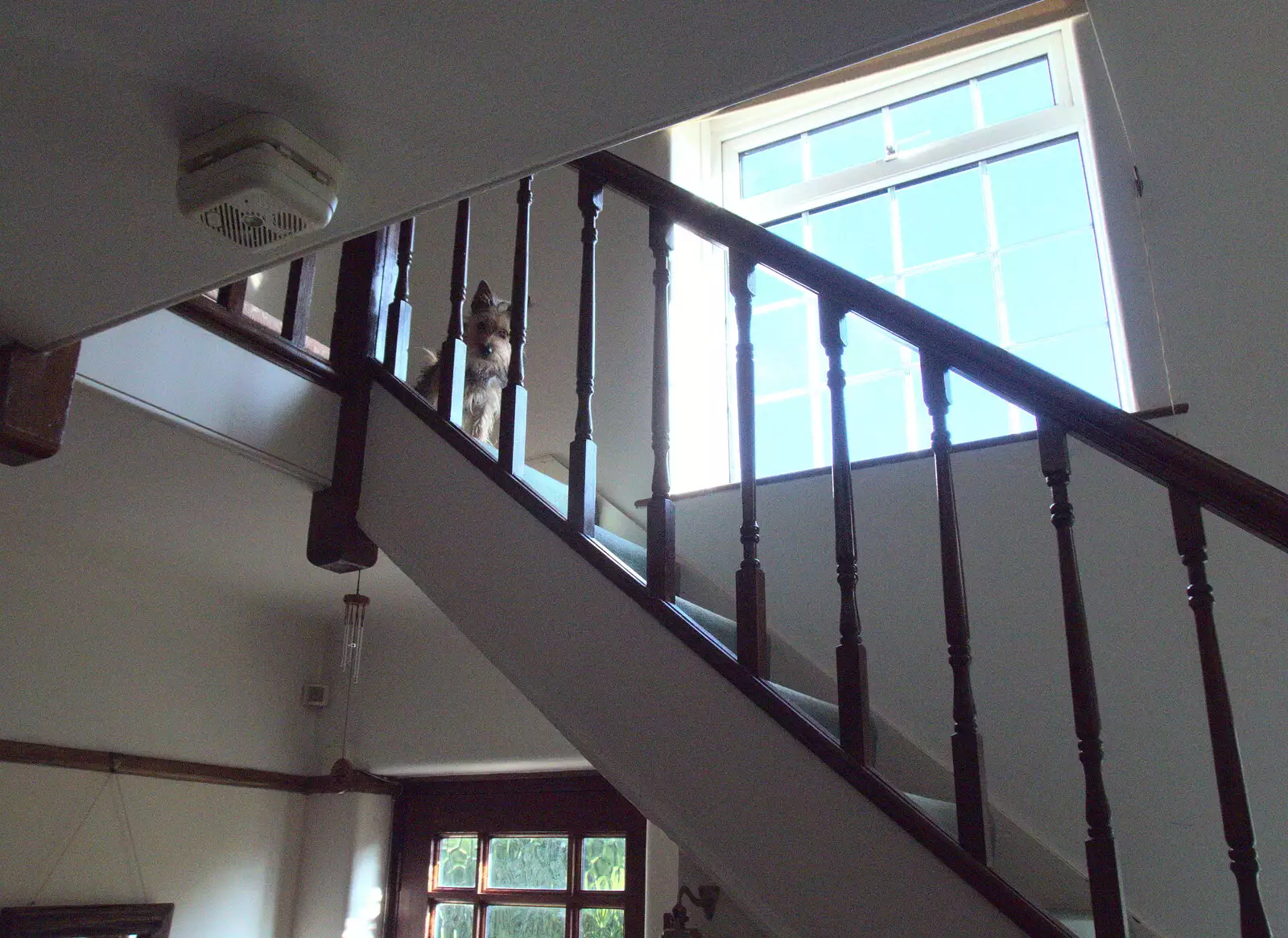 Binkie looks down from the staircase, from Grandmother's Wake, Winkton, Christchurch, Dorset - 18th September 2017