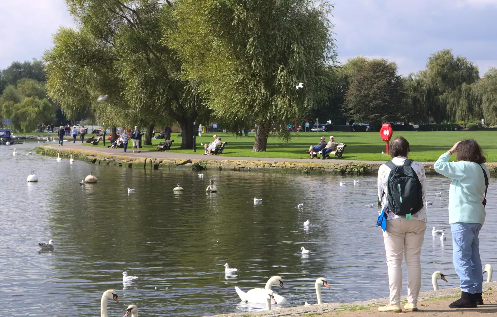 Swans on the River Stour, from Grandmother's Wake, Winkton, Christchurch, Dorset - 18th September 2017