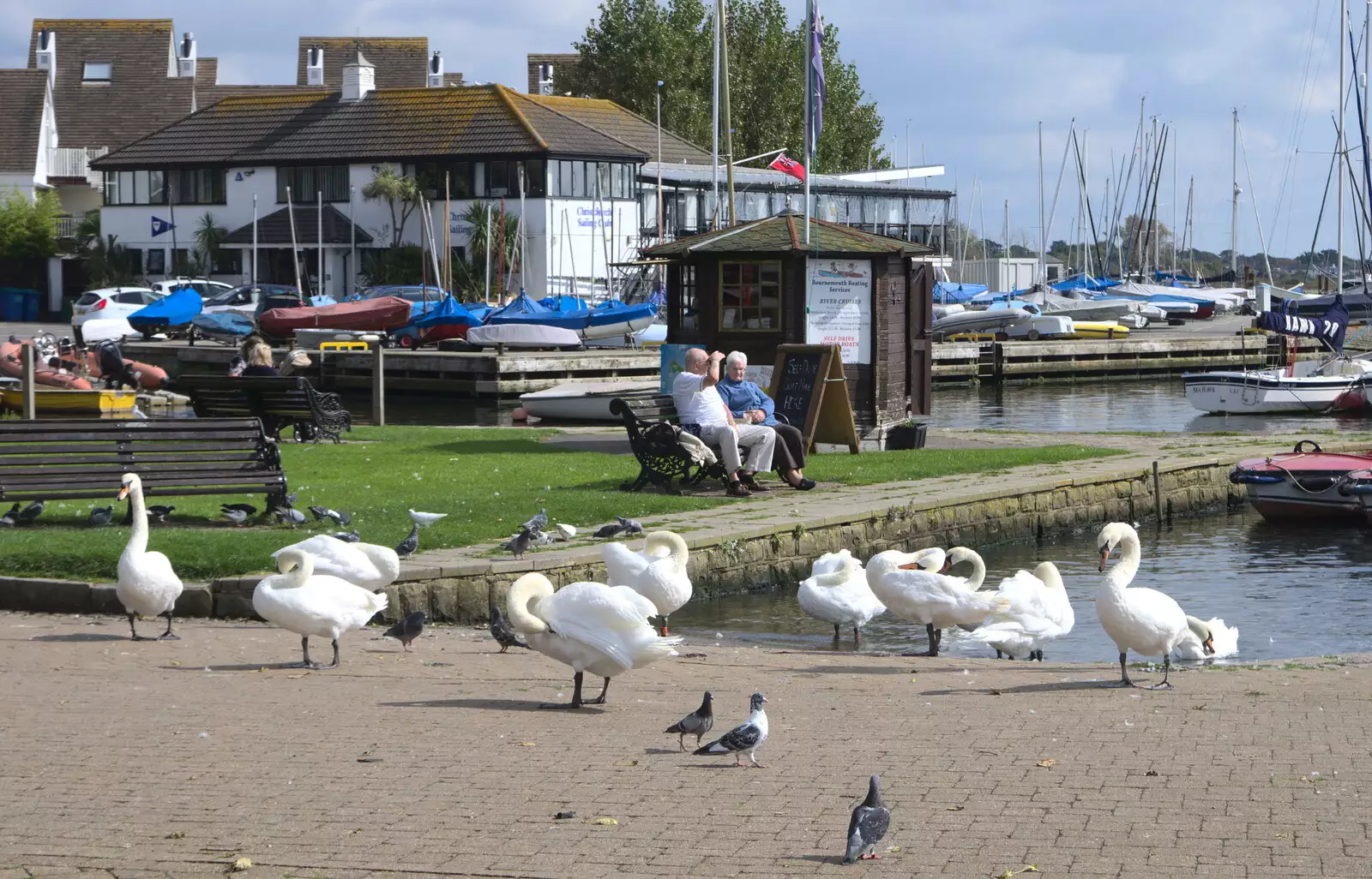 The swans are out for a bit of preening, from Grandmother's Wake, Winkton, Christchurch, Dorset - 18th September 2017