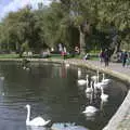 Swans on the river, Grandmother's Wake, Winkton, Christchurch, Dorset - 18th September 2017