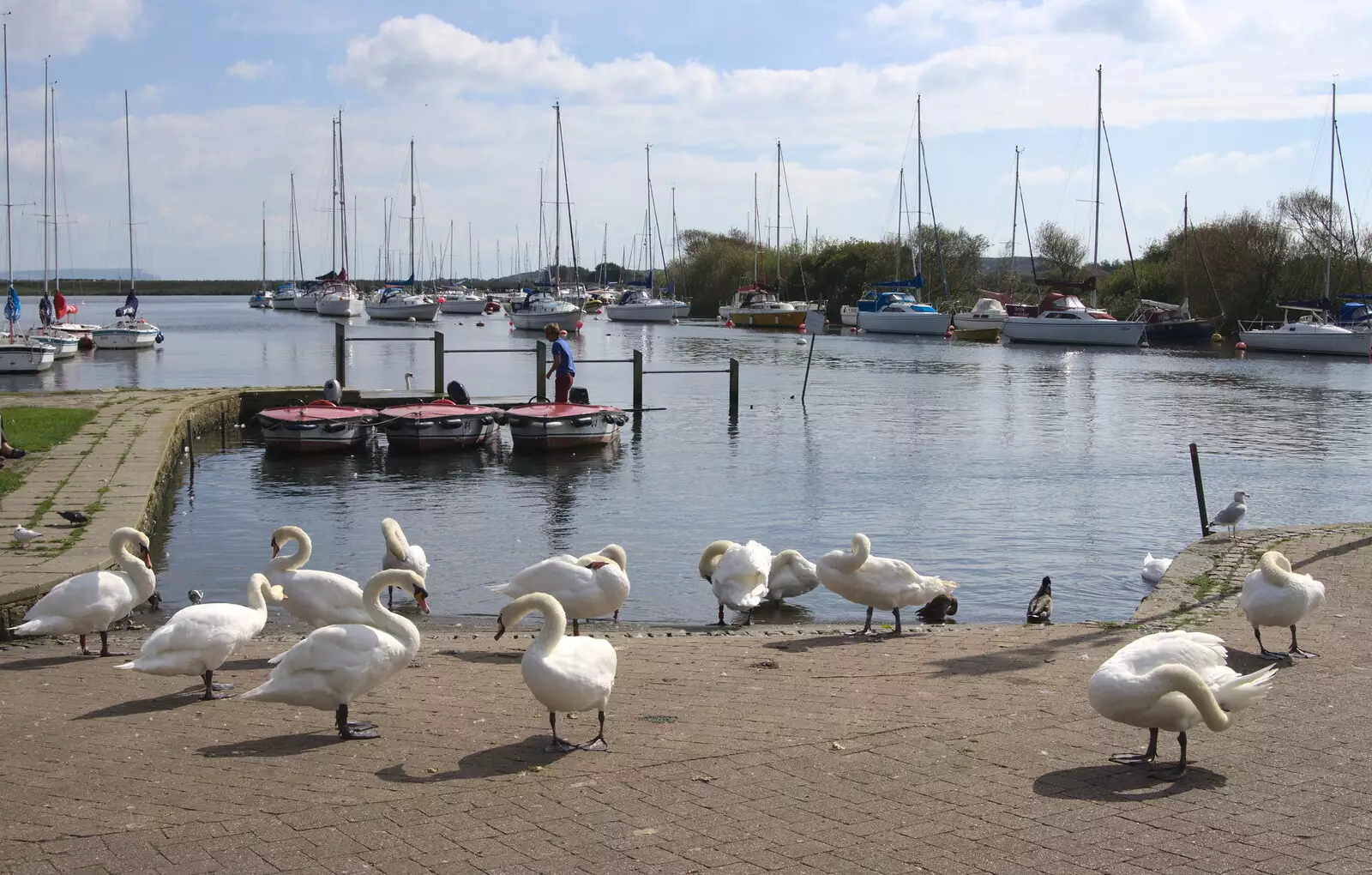 A melee of swans, from Grandmother's Wake, Winkton, Christchurch, Dorset - 18th September 2017