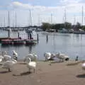 A melee of swans, Grandmother's Wake, Winkton, Christchurch, Dorset - 18th September 2017