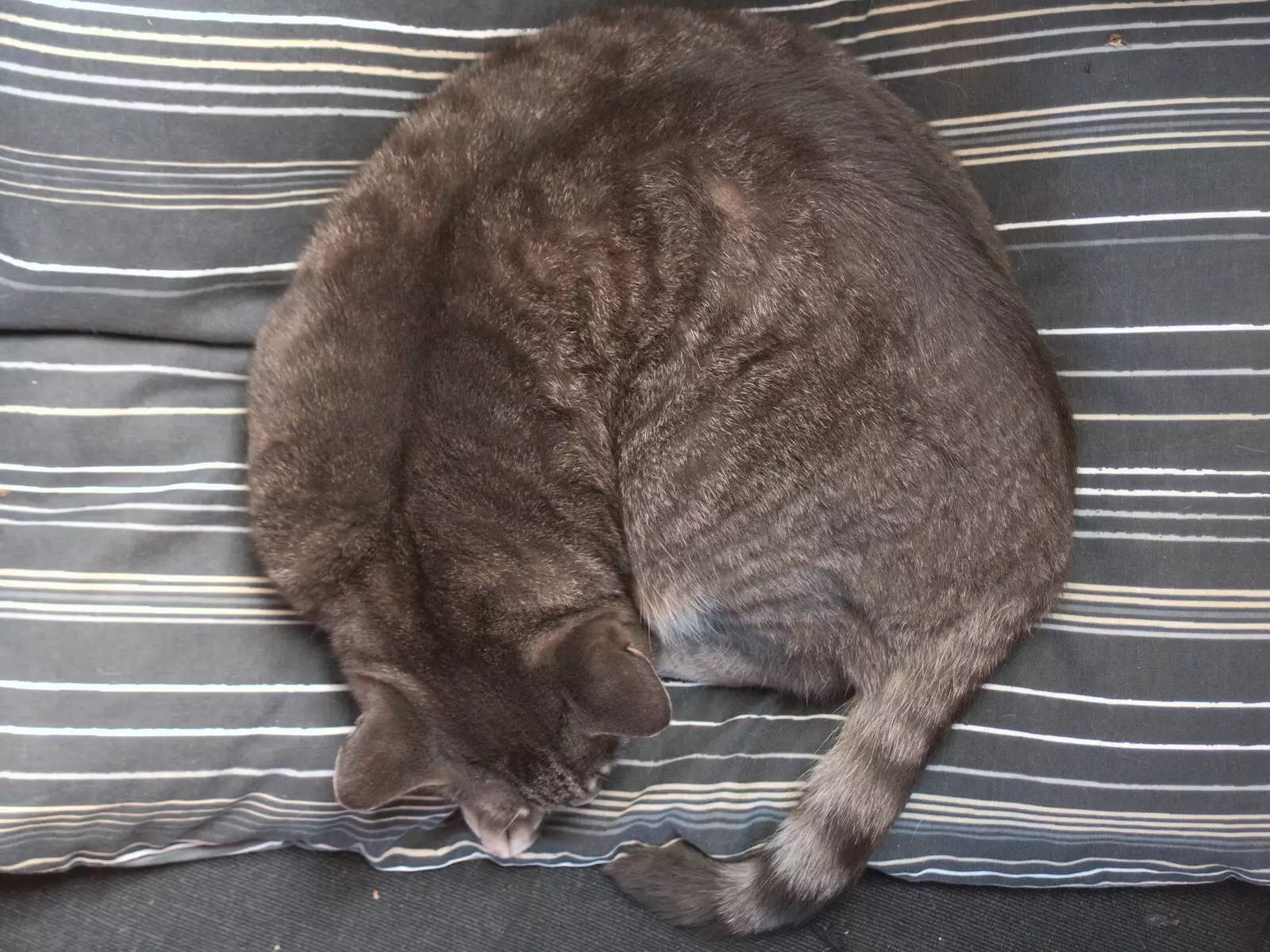 Boris - Stripey Cat - is being very circular, from Hyde Park and Carpets, London and Diss - 20th September 2017