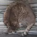 Boris - Stripey Cat - is being very circular, Hyde Park and Carpets, London and Diss - 20th September 2017