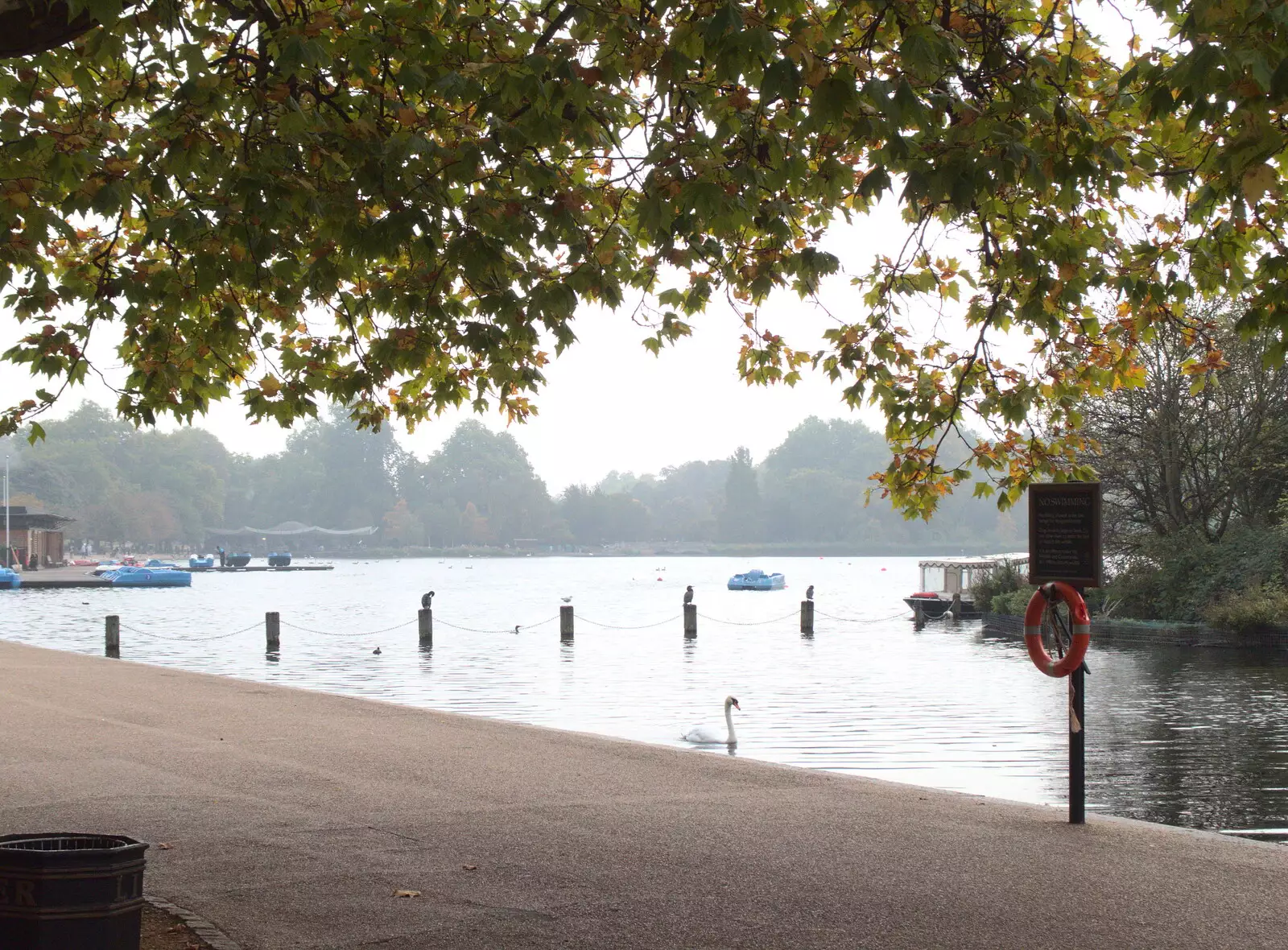 A swan drifts around on the Serpentine, from Hyde Park and Carpets, London and Diss - 20th September 2017