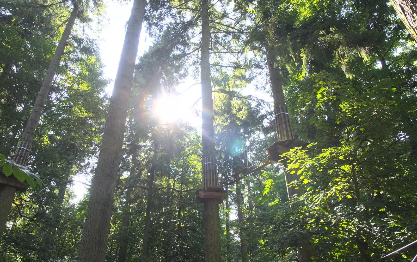 Light through the treetops, from Fred Goes Ape, High Lodge, Brandon, Suffolk - 24th September 2017