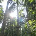 Light through the treetops, Fred Goes Ape, High Lodge, Brandon, Suffolk - 24th September 2017