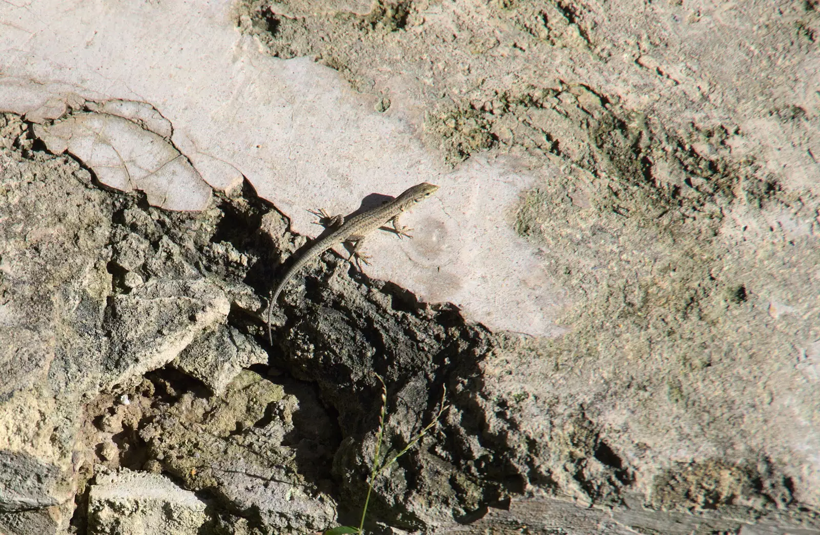 A lizard legs it into a crack in the stones, from Barcelona and Parc Montjuïc, Catalonia, Spain - 21st October 2017