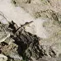 A lizard legs it into a crack in the stones, Barcelona and Parc Montjuïc, Catalonia, Spain - 21st October 2017