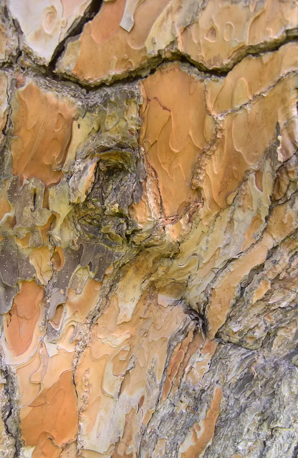 Interesting bark that looks more like stone, from Barcelona and Parc Montjuïc, Catalonia, Spain - 21st October 2017