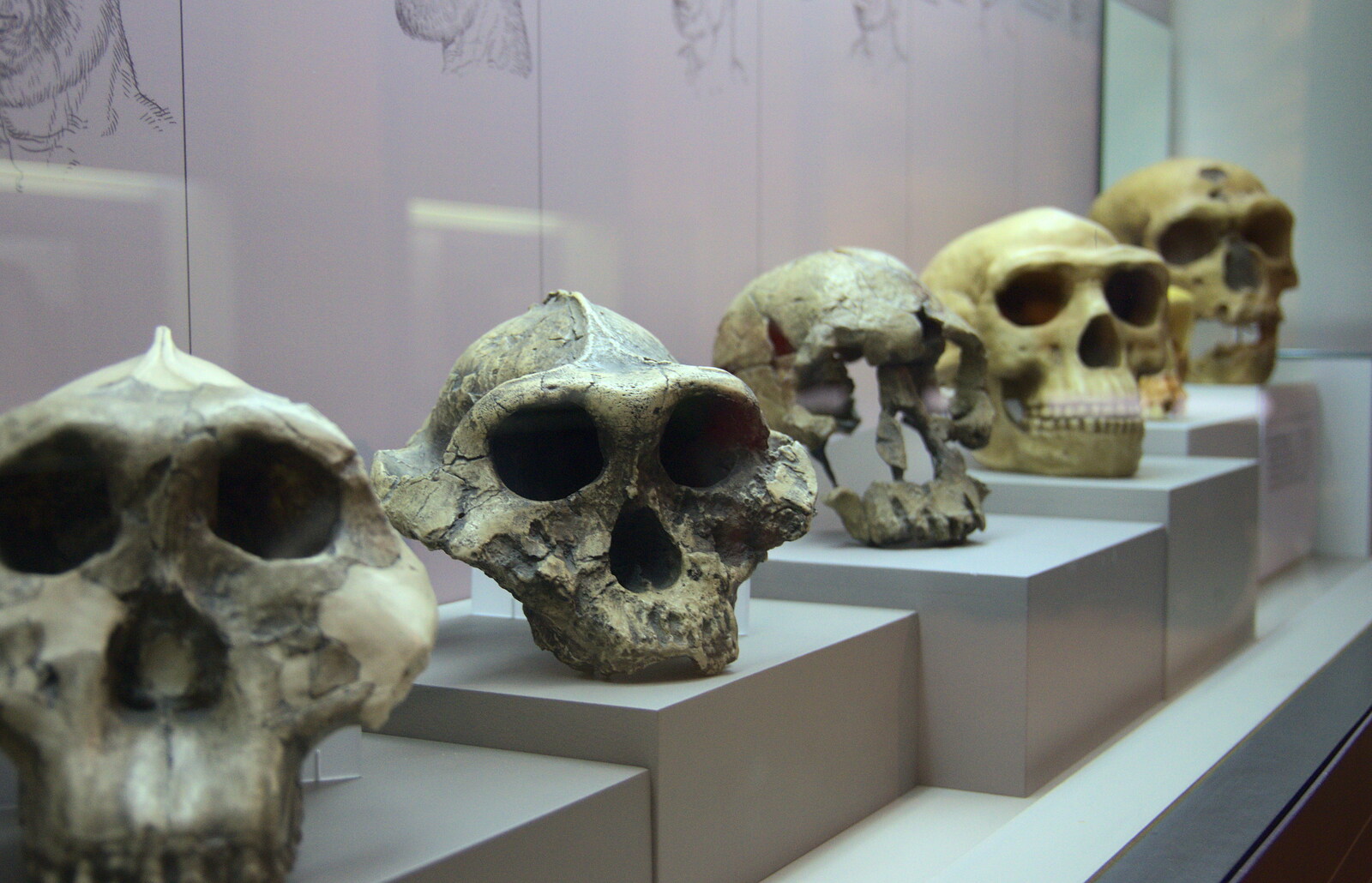 A collection of skulls in the museum of archaeology from Barcelona and Parc Montjuïc, Catalonia, Spain - 21st October 2017