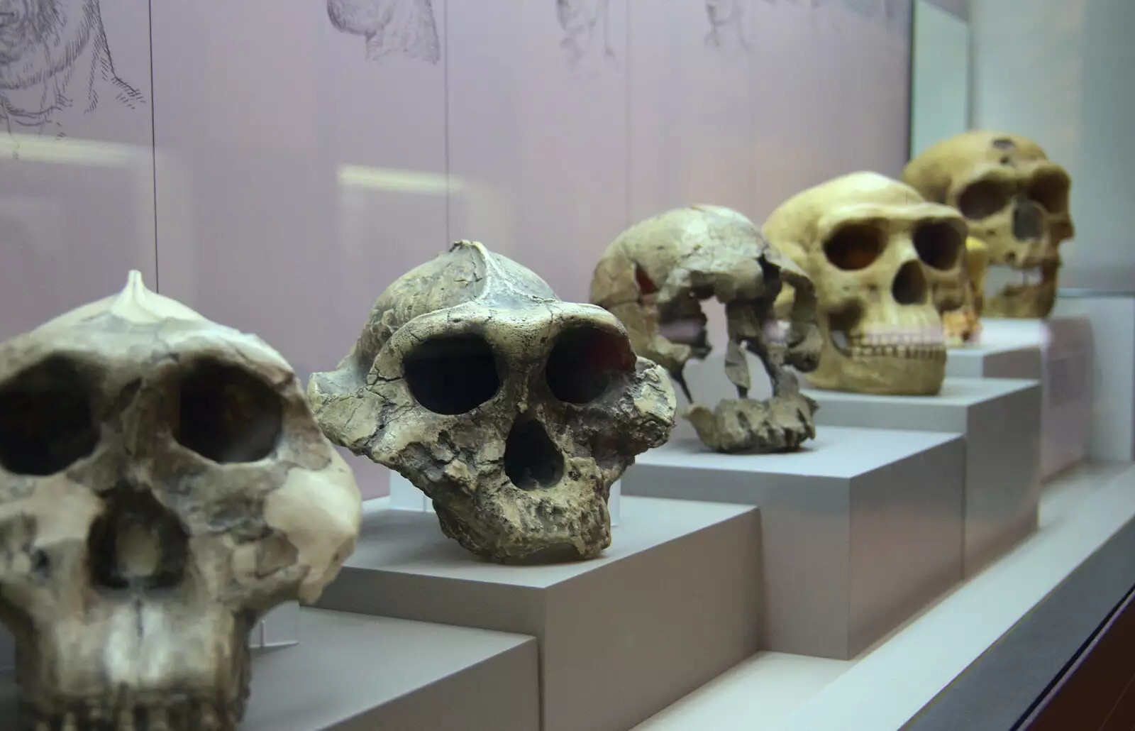 A collection of skulls in the museum of archaeology, from Barcelona and Parc Montjuïc, Catalonia, Spain - 21st October 2017