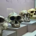 A collection of skulls in the museum of archaeology, Barcelona and Parc Montjuïc, Catalonia, Spain - 21st October 2017