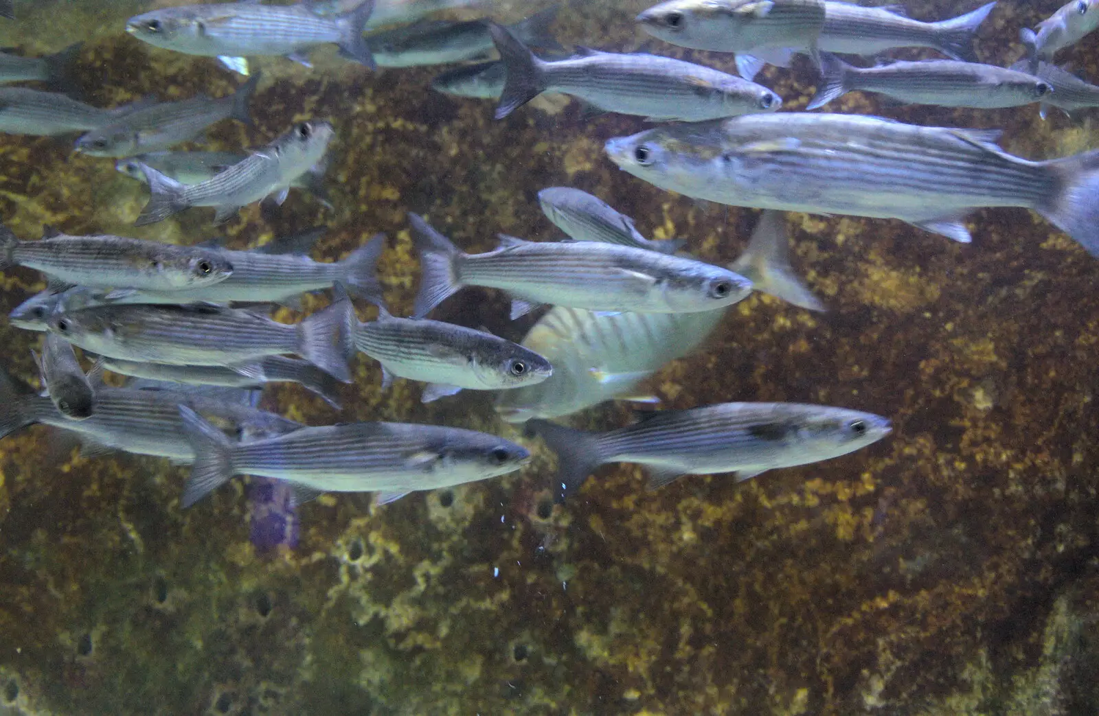 Stripey fish, from L'Aquarium de Barcelona, Port Vell, Catalonia, Spain - 23rd October 2017