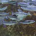 Stripey fish, L'Aquarium de Barcelona, Port Vell, Catalonia, Spain - 23rd October 2017