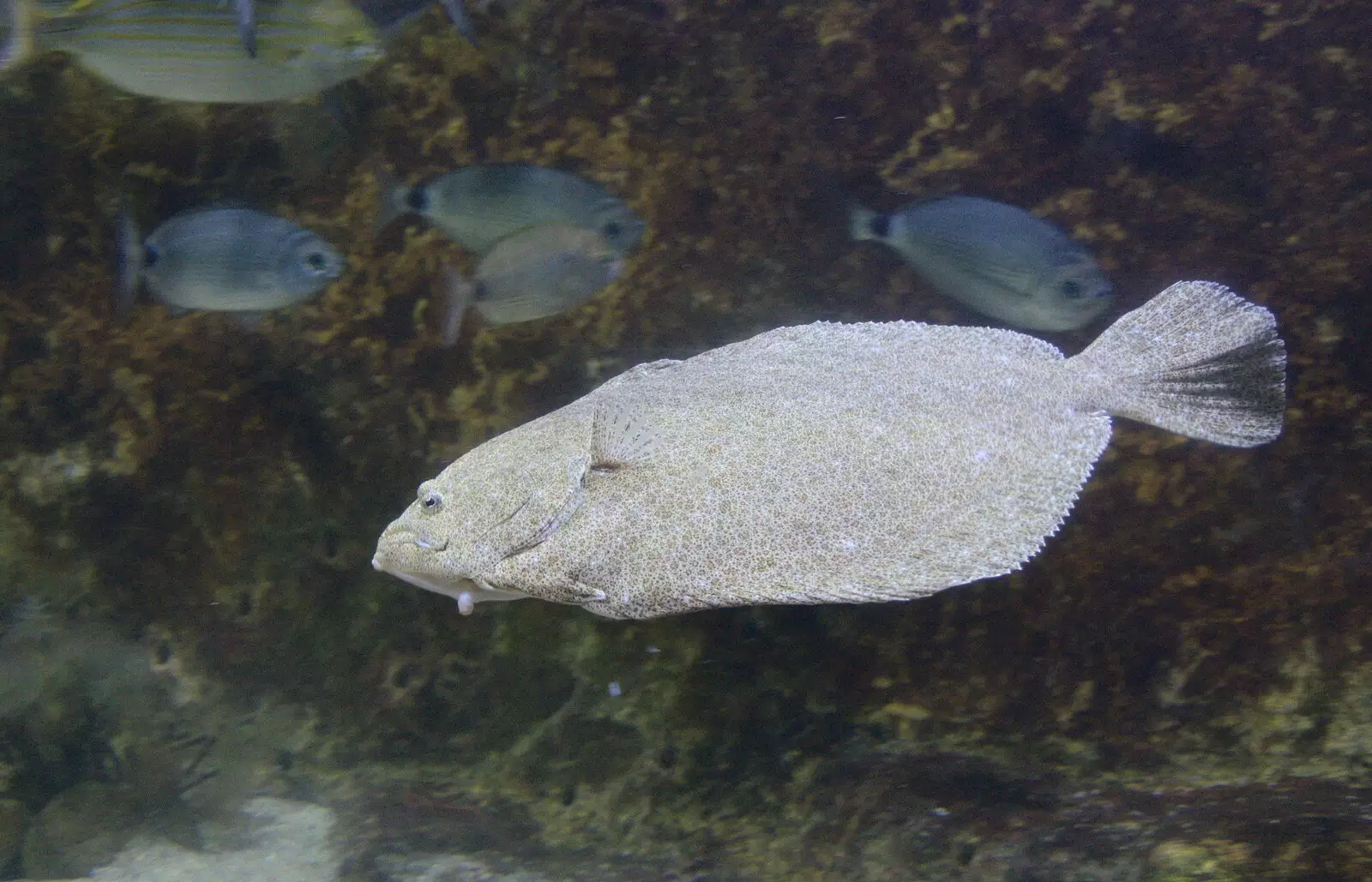 A grumpy fish, from L'Aquarium de Barcelona, Port Vell, Catalonia, Spain - 23rd October 2017