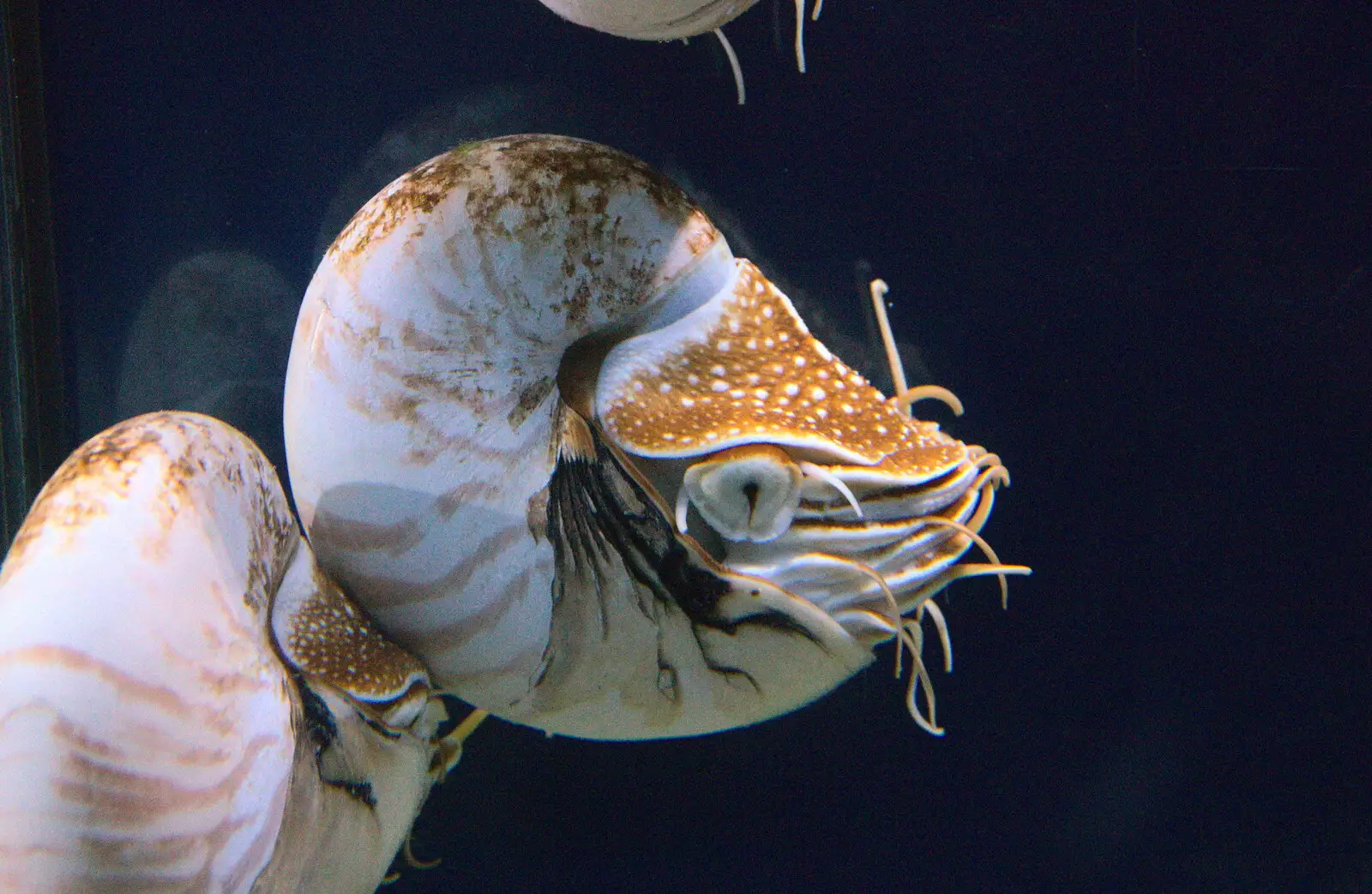 A Nautilus - relative of the ancient Ammonite, from L'Aquarium de Barcelona, Port Vell, Catalonia, Spain - 23rd October 2017