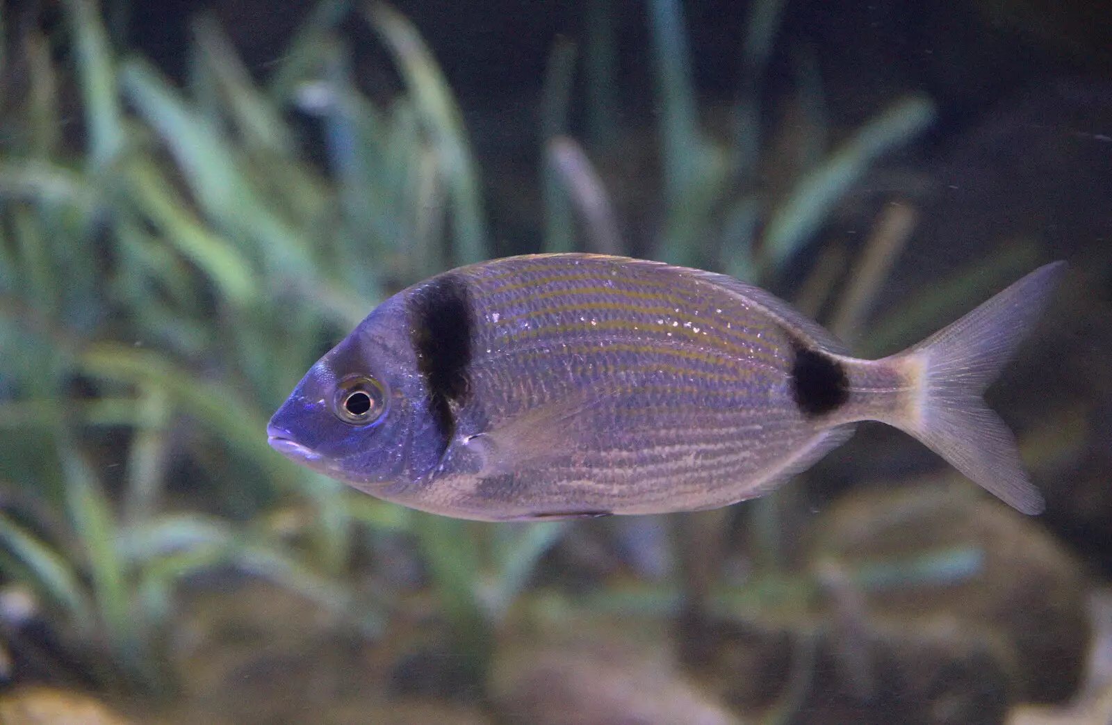 Another fish, from L'Aquarium de Barcelona, Port Vell, Catalonia, Spain - 23rd October 2017